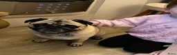 Pug dogs for sale: Male Pug - Advert 3