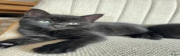 Mixed Breed cats for sale: RESERVED  - Advert 5