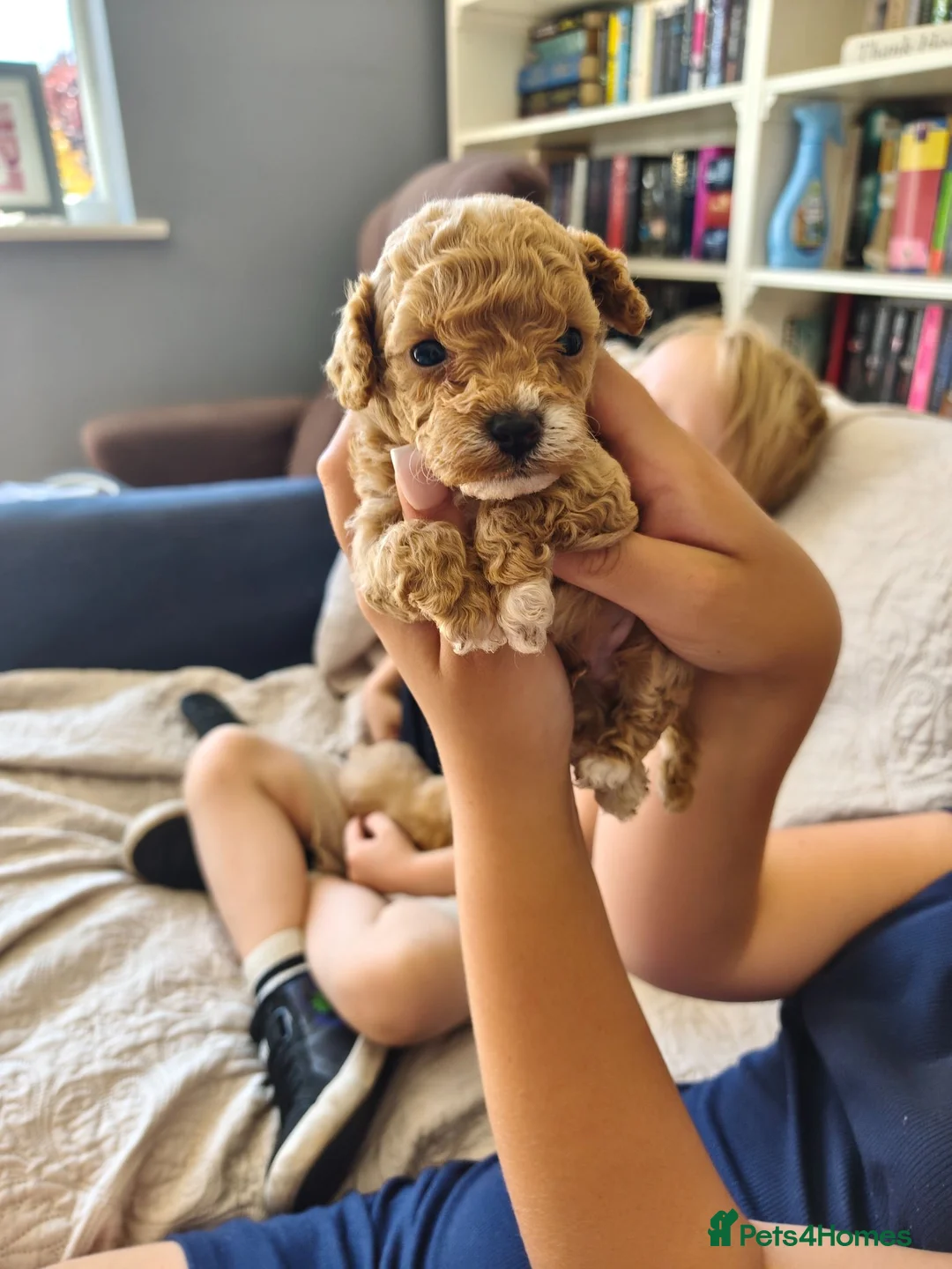 Maltipoo dogs for sale: Beautiful Very Tiny F1B maltipoos - Advert 37