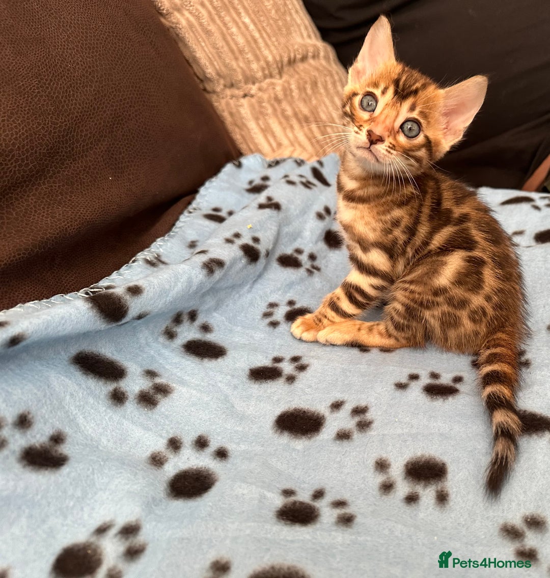 Bengal cats for sale: TICA Bengal kittens for sale . 🐱 - Image 19