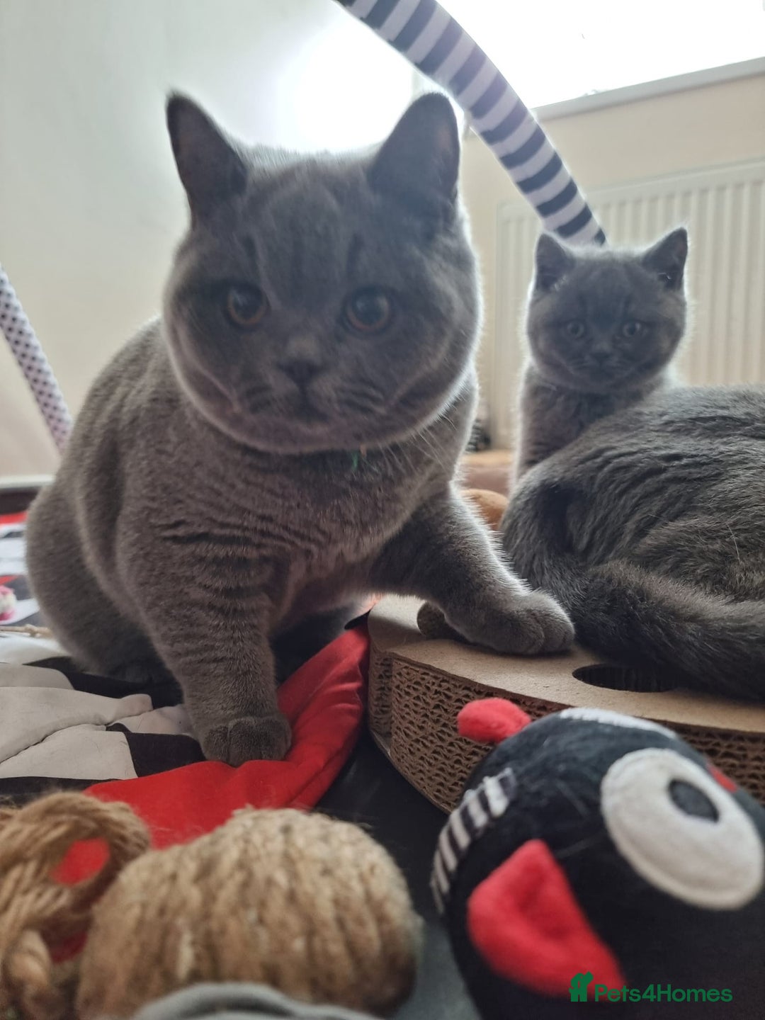 British Shorthair cats for sale:  To Go Now 3 Female Ready GCCF Healthy Pedigree - Advert 6