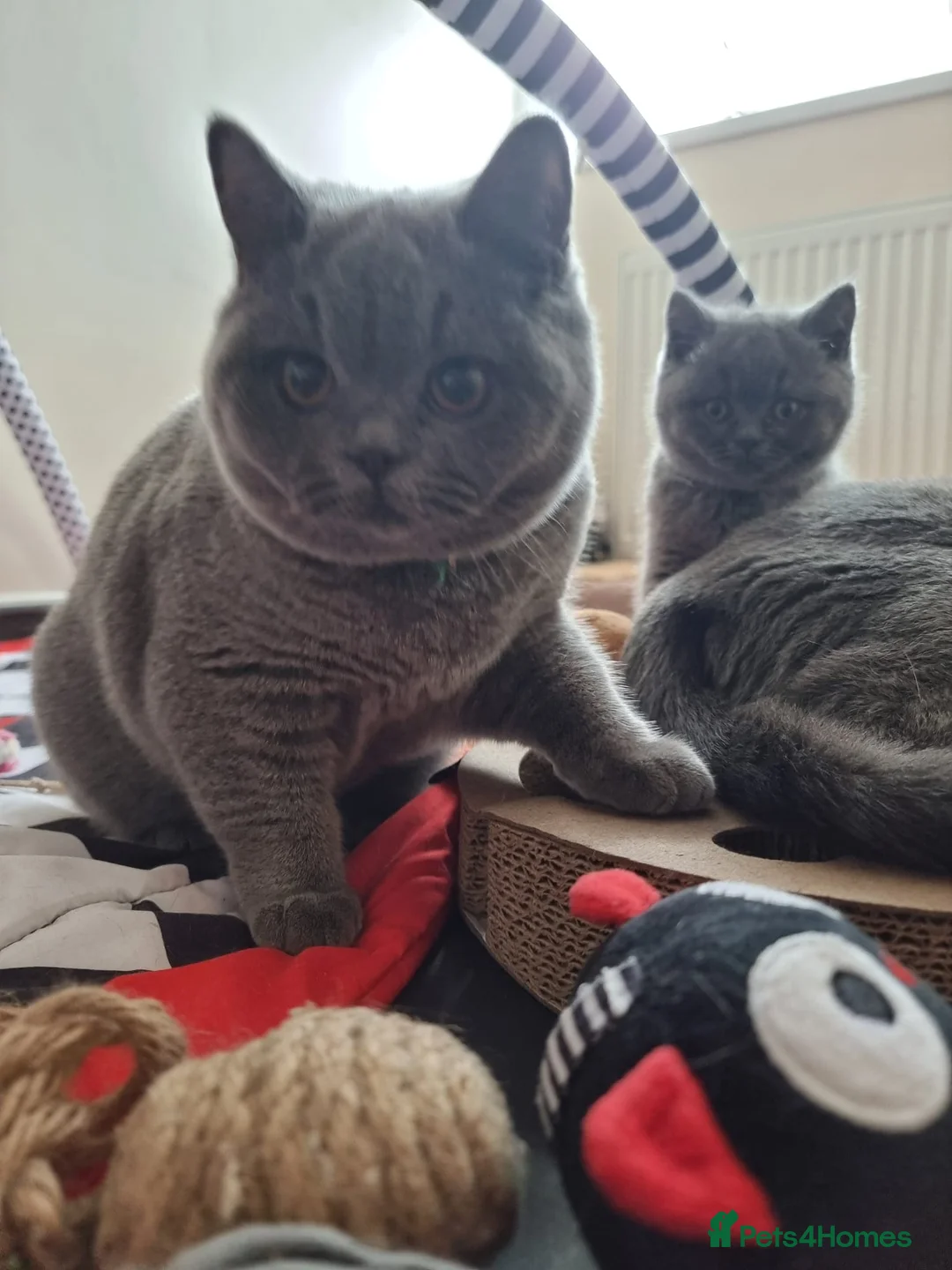 British Shorthair cats for sale: Last Female Ready Too Go GCCF Healthy Pedigree - Advert 14