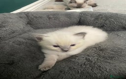 Ragdoll cats for sale: 💙 BLUEPOINT RAGDOLL BOY FOR SALE 💙 - Image 5