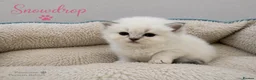 Persian cats for sale: Absolutely beautiful Persian/ragdoll Kittens - Advert 33