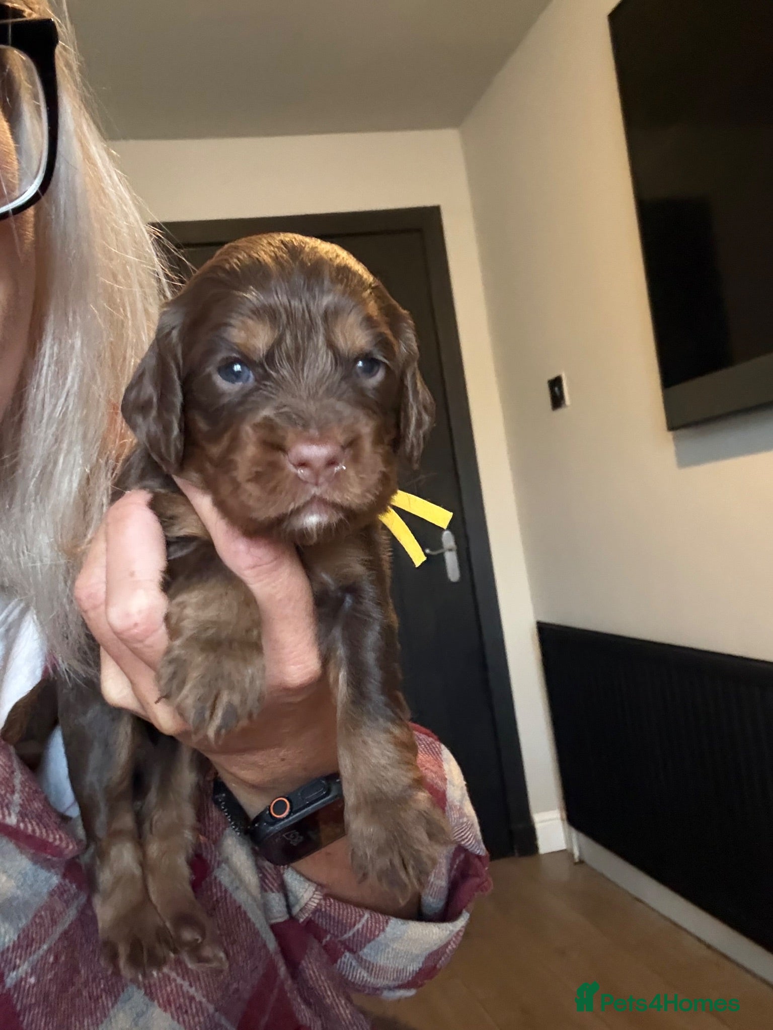 Cocker Spaniel dogs cocker spaniels  - Advert 2