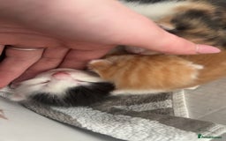 Mixed Breed cats for sale: Kittens for sale:) - Image 3