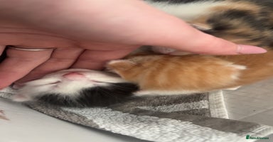 Mixed Breed cats - Advert 9