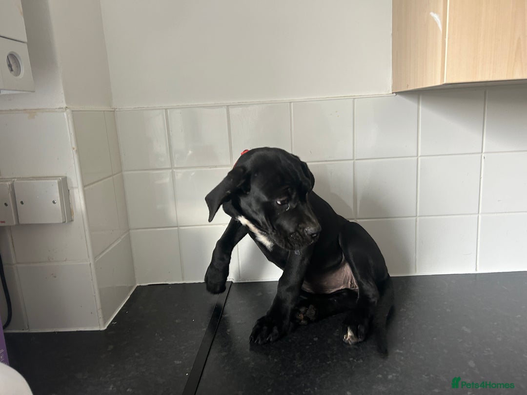Cane Corso dogs for sale: Cane corso puppies  - Image 8