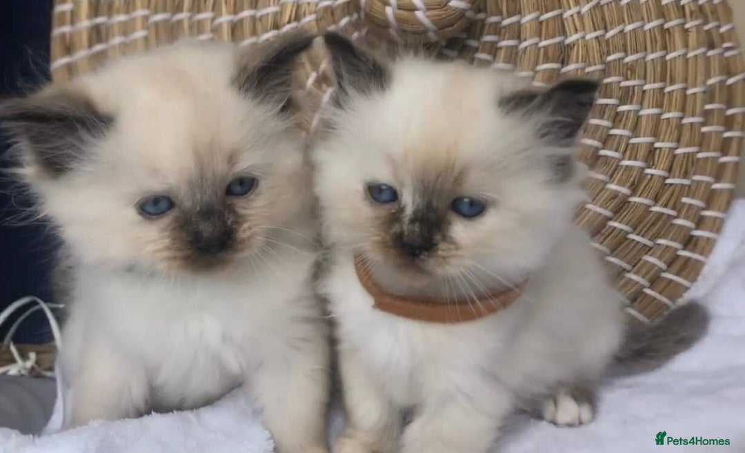 Ragdoll cats for stud: Rare Flame Point Ragdoll for stud - Image 14