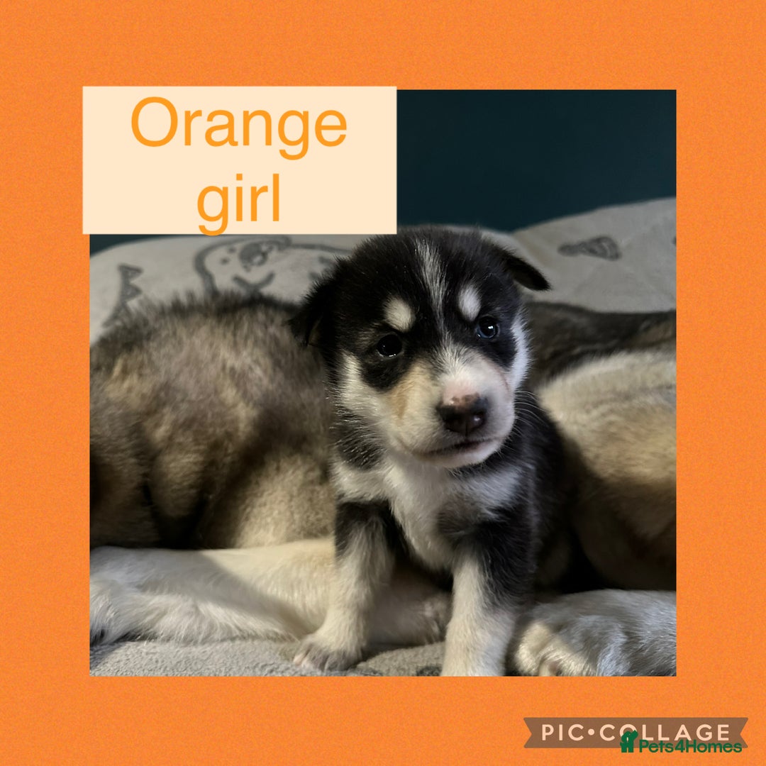 Siberian Husky dogs for sale: Siberian husky puppies - Image 10