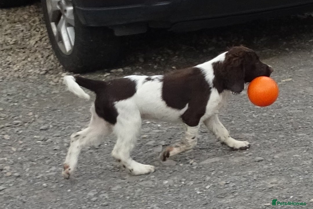 English Springer Spaniel dogs for sale: Two Gorgeous Boy English Springer Spaniel Puppies  - Image 4