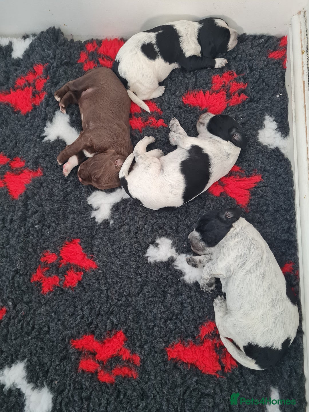 Cocker Spaniel dogs for sale: Exceptional Working Cocker Spaniel Pups – KC Reg - Image 14