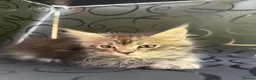 Maine Coon cats for sale: Beautiful Mainecoon kittens ready for loving homes in Rochdale - Advert 3
