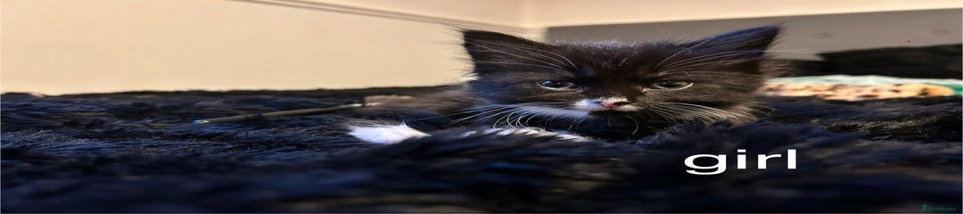 British Longhair Kitten 1