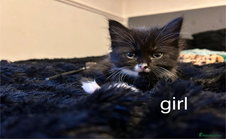 British Longhair cats - Advert 3