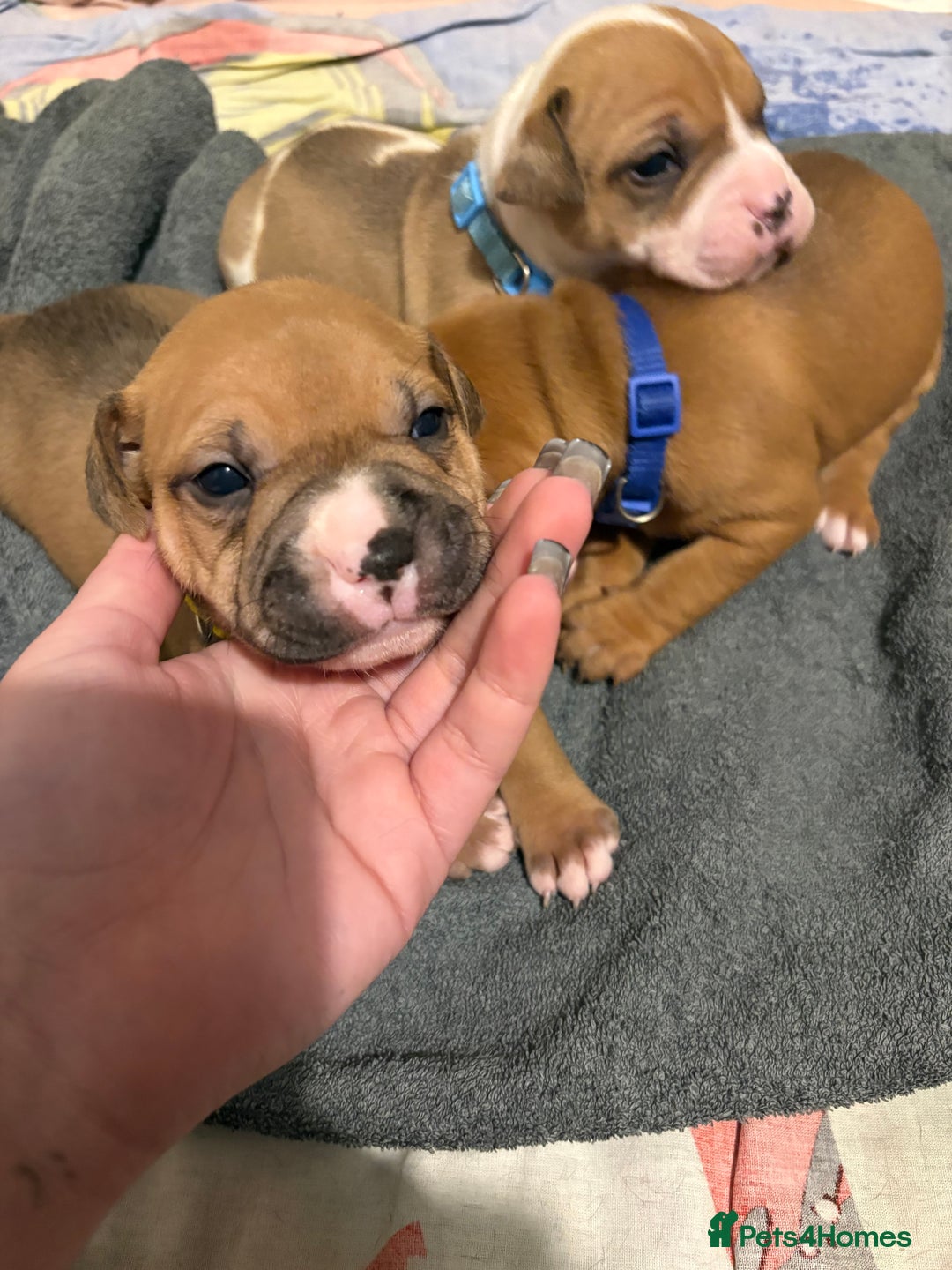 Mixed Breed dogs for sale: Staffordshire bull terrier x american bulldog pups - Advert 7