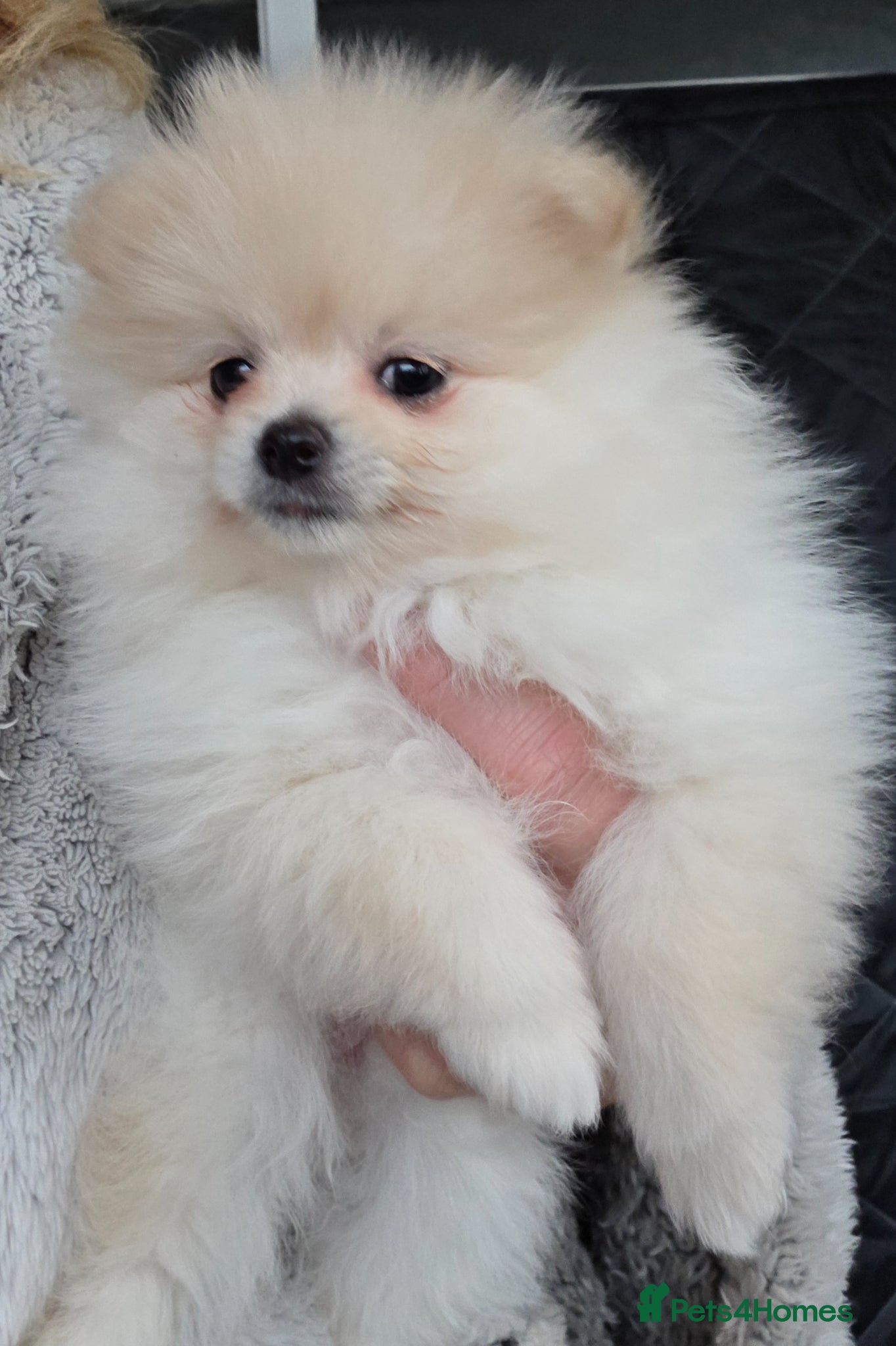 Pomeranian dogs Little pom babies  - Advert 4