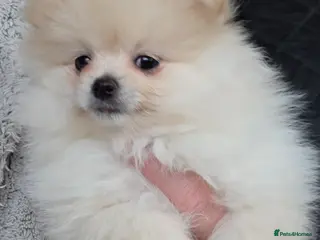 Pomeranian dogs Little pom babies - Advert 4