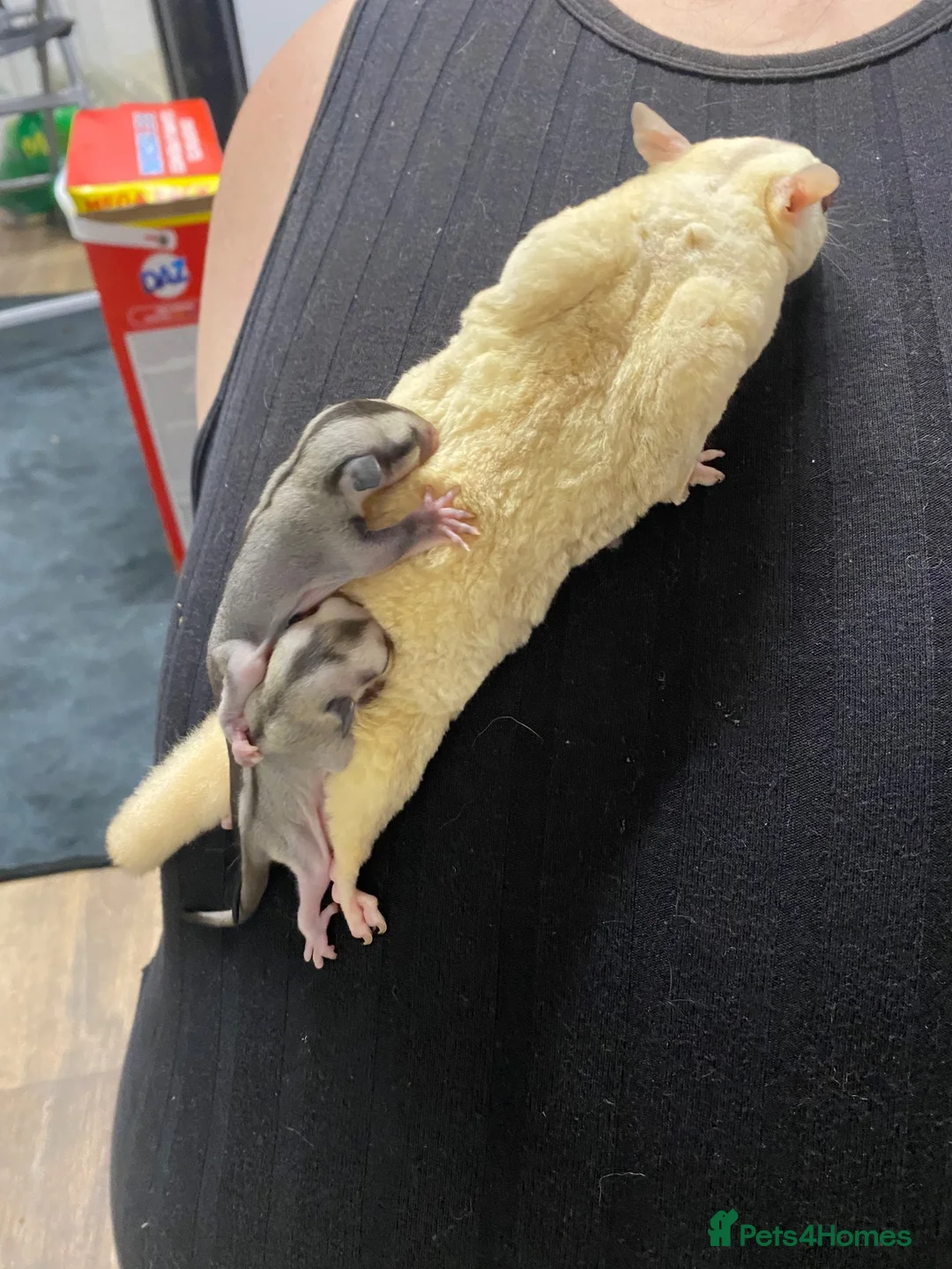 Sugar Glider rodents for sale: Mosaic male and grey female both het creamino - Advert 1