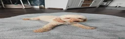 Miniature Poodle dogs for sale: Miniature poodle - Advert 8