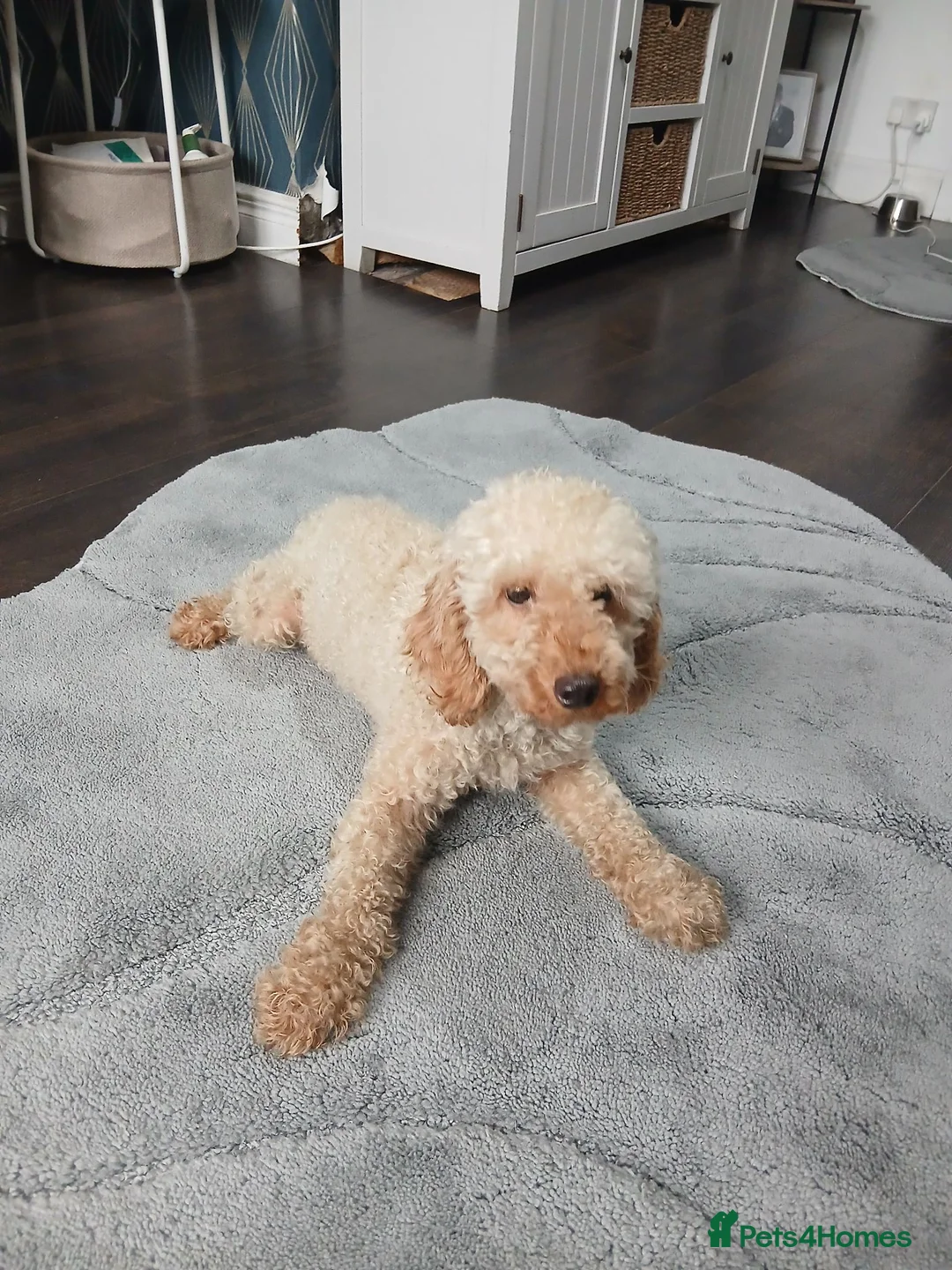 Miniature Poodle dogs for sale: Miniature poodle - Advert 8