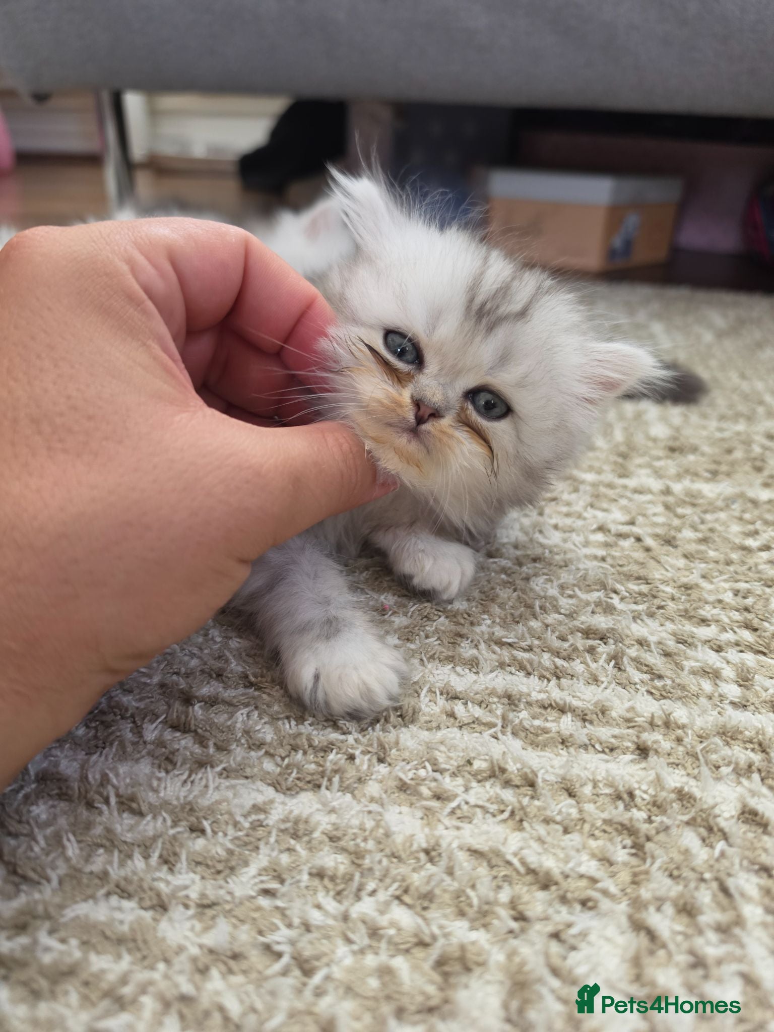 Persian cats for sale: Persian ragdoll / chinchilla kittens - Advert 1