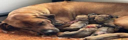 Rhodesian Ridgeback dogs for sale: A Distinctive Ridge, An Unforgettable Companions in Huddersfield - Advert 7