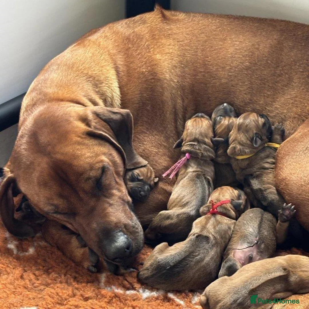 Rhodesian Ridgeback dogs for sale: A Distinctive Ridge, An Unforgettable Companions in Huddersfield - Advert 7