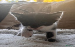 Mixed Breed cats for sale: Kittens Available for Adoption - Ready in Sept - Image 4