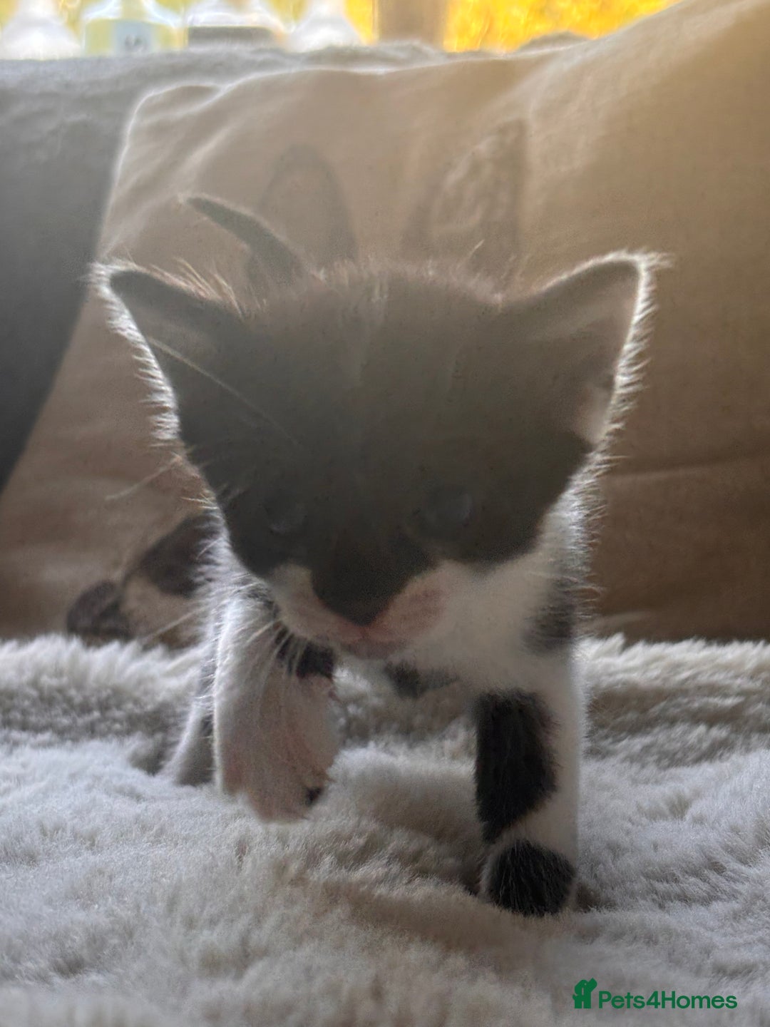 Mixed Breed cats for sale: Kittens Available for Adoption - Ready in Sept - Image 4