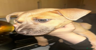 Mixed Breed dogs - Advert 6