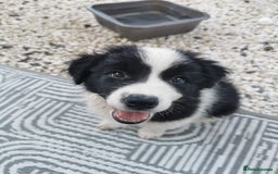Border Collie dogs for sale: Dylan /Dill - ONLY 4 LEFT International Champion blood line - Image 8