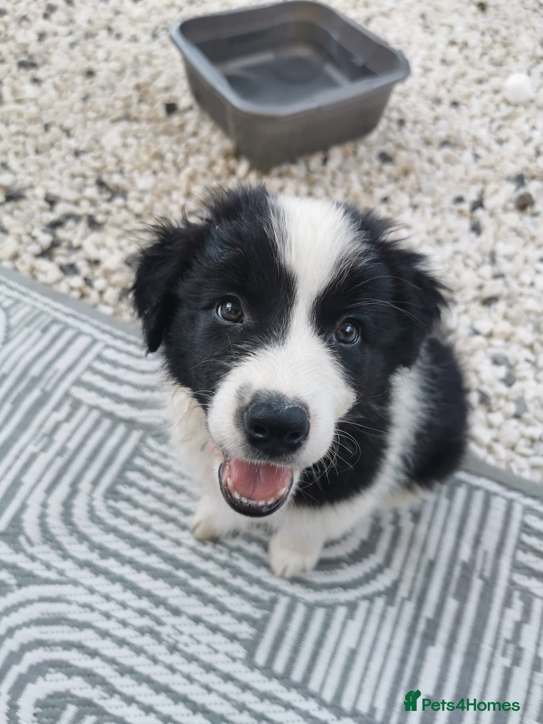 Border Collie dogs for sale: Dylan /Dill - ONLY 4 LEFT International Champion blood line - Image 8