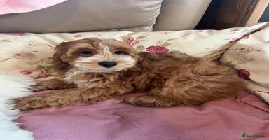 Cockapoo dogs - Advert 11