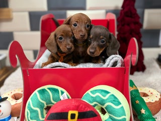 Miniature Dachshund dogs Ready now Outstanding kc reg pra clear minis - Advert 3