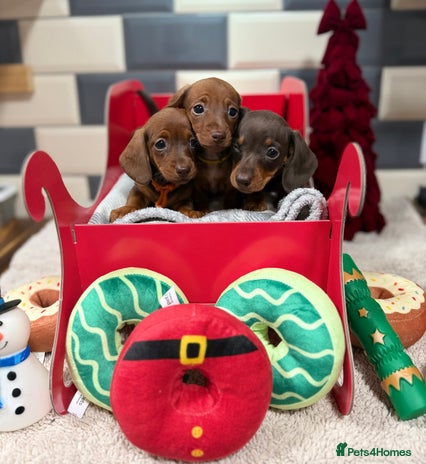 Miniature Dachshund dogs - Advert 2