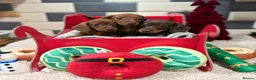 Miniature Dachshund dogs for sale: Ready now Outstanding kc reg pra clear minis  - Advert 4