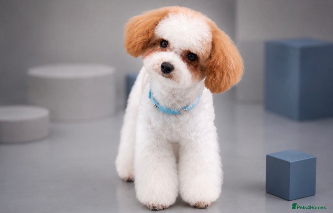 Toy Poodle dogs ASIAN TOY POODLE- TEDDYCUP  - Advert 1