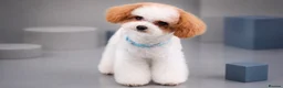 Toy Poodle dogs for stud: ASIAN TOY POODLE- TEDDYCUP  - Advert 1