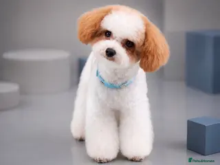 Toy Poodle dogs ASIAN TOY POODLE- TEDDYCUP - Advert 1