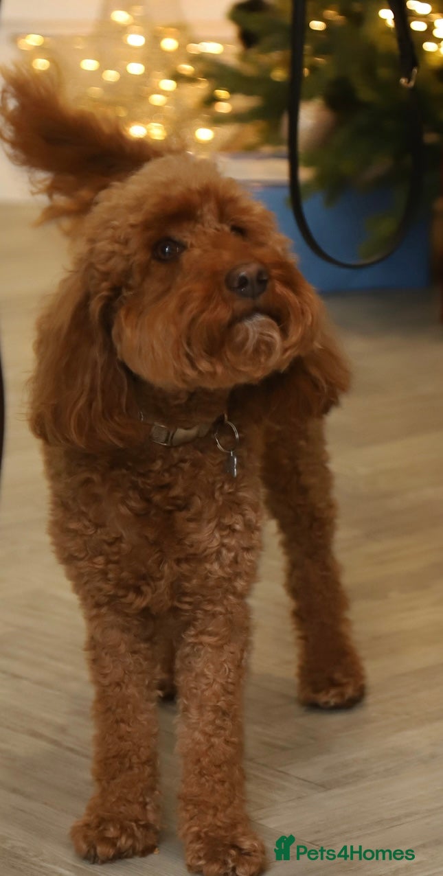 Labradoodle dogs Adorable Petite Labradoodle puppies incoming! - Advert 2