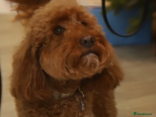 Labradoodle dogs Adorable Petite Labradoodle puppies incoming! - Advert 2