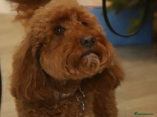 Labradoodle dogs Adorable Petite Labradoodle puppies incoming! - Advert 6