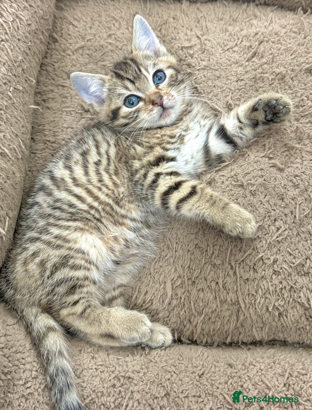 Mixed Breed cats for sale: GORGEOUS KITTENS  - Advert 7