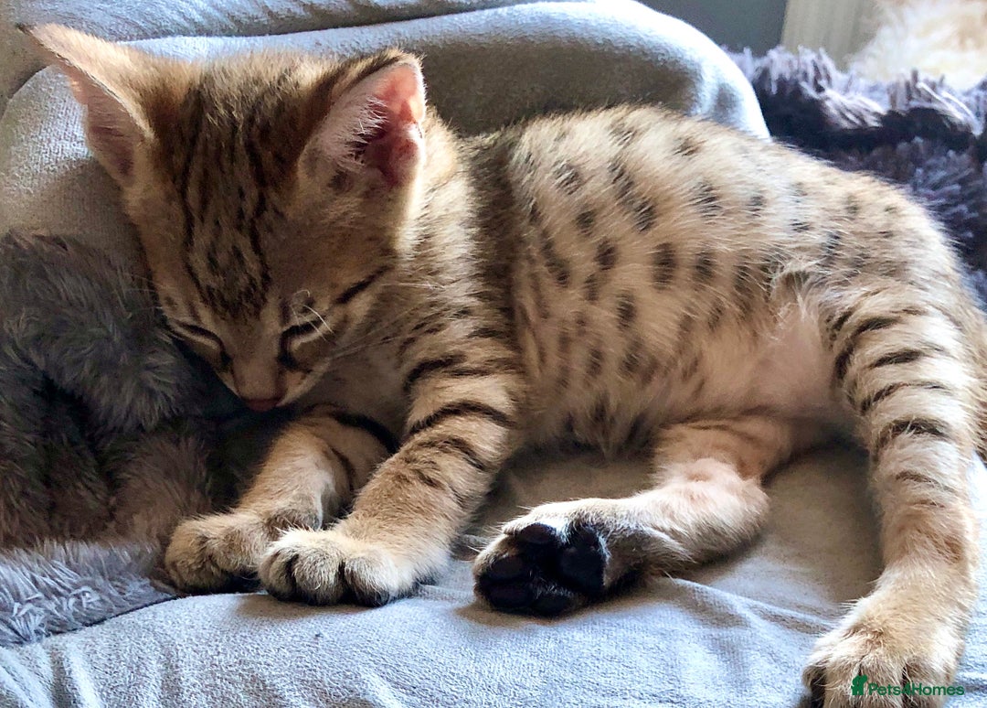 Savannah cats for sale: Beautiful full pedigree savannah kittens  - Image 33