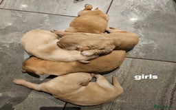 Golden Retriever dogs for sale: KC registered pedigree Golden Retriever pups - Image 7