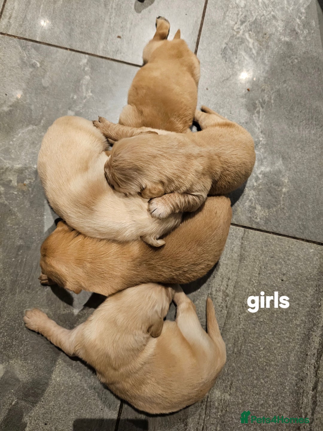 Golden Retriever dogs for sale: KC registered pedigree Golden Retriever pups - Image 7