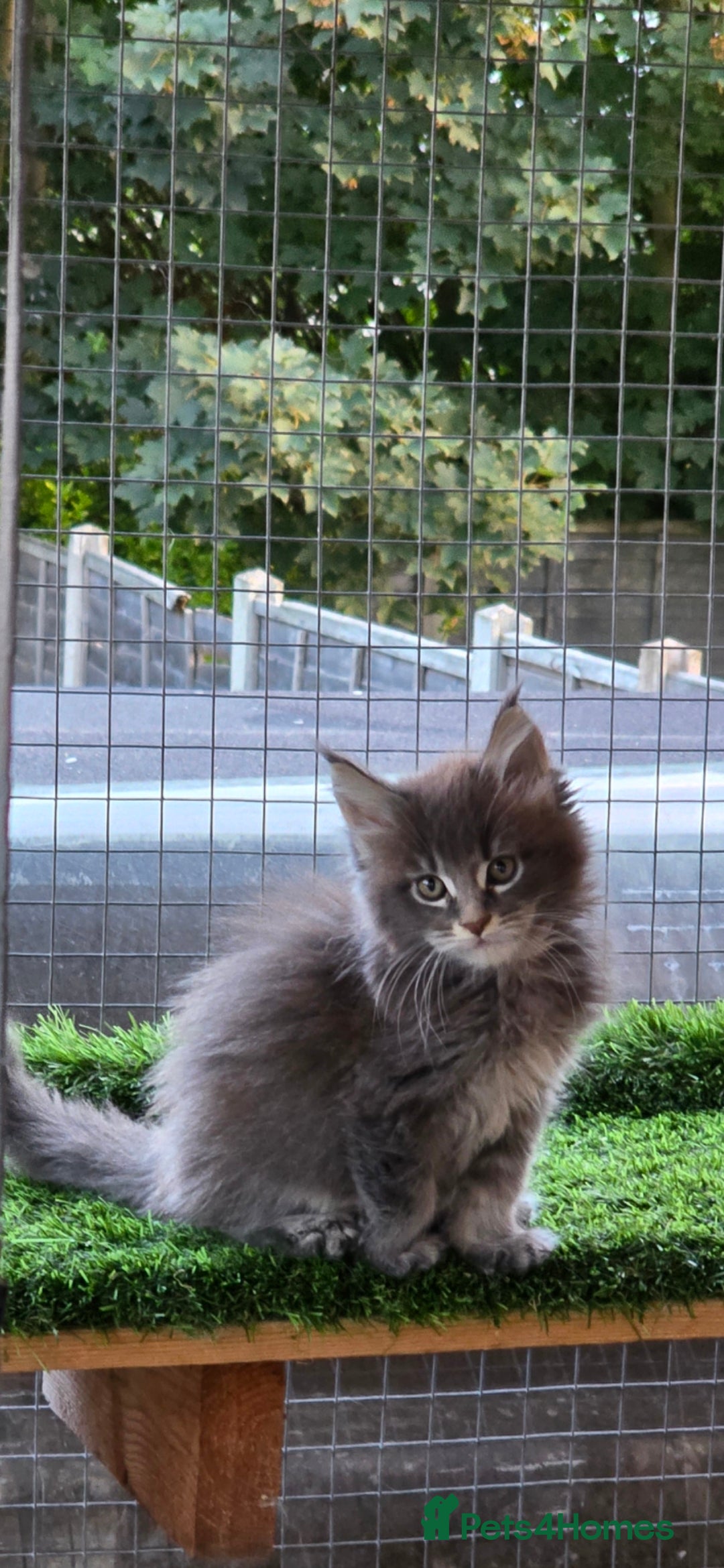 Maine Coon cats for sale: Pedigree XL Mainecoon kittens - Image 11