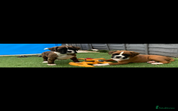Boxer dogs for sale: Both parents are Heartscored 0 and DM clear KC reg - Image 11