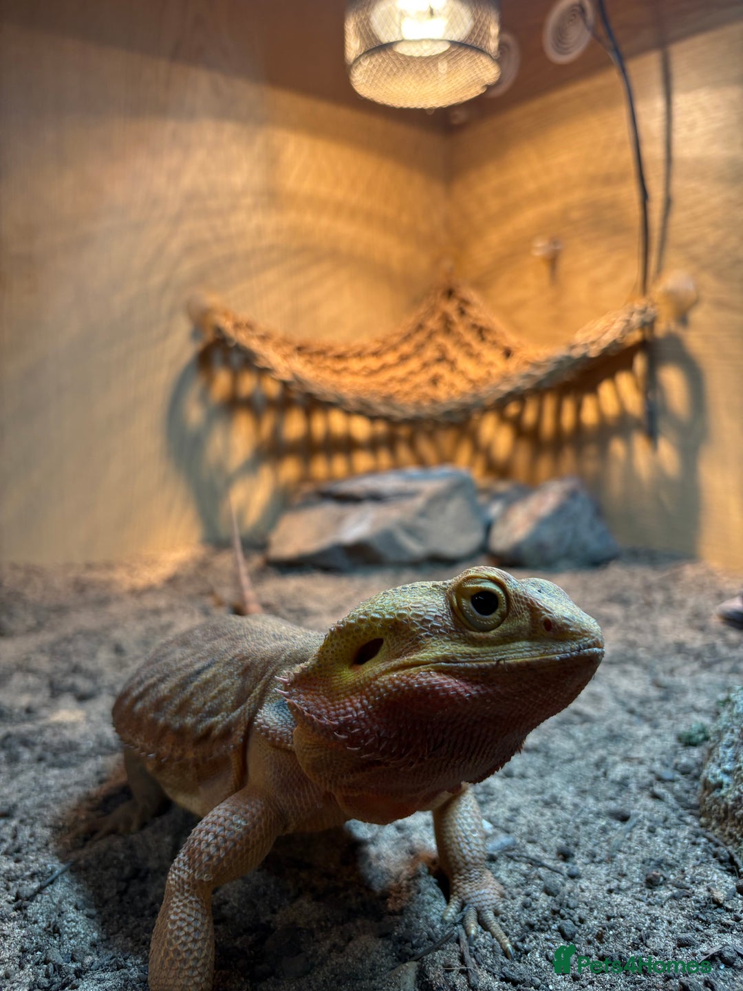 Bearded Dragon reptiles for sale: Male bearded Dragon - Advert 3